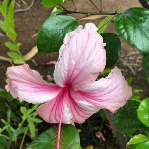 Meet your Posher, Zoe